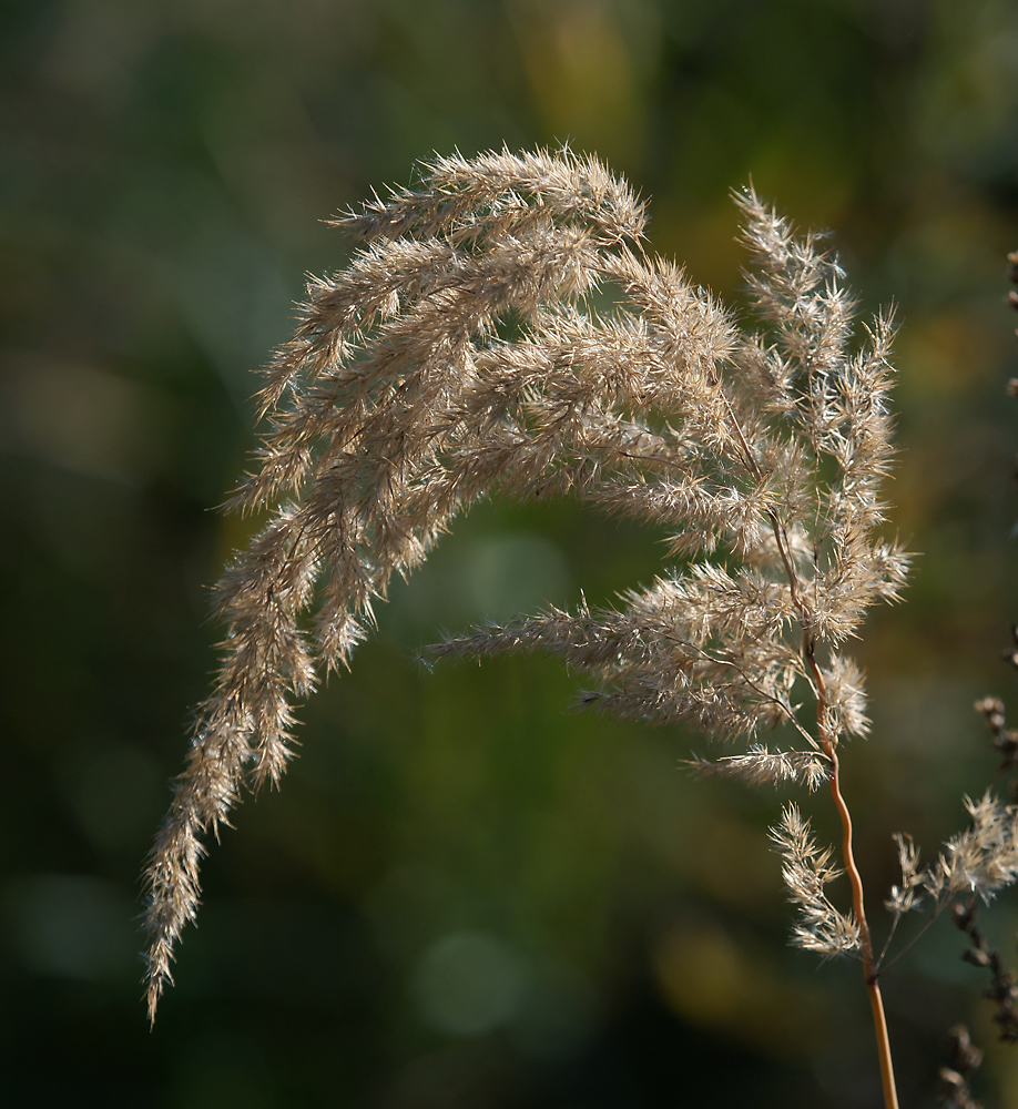 Изображение особи Calamagrostis epigeios.