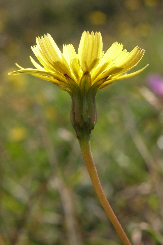 Изображение особи Leontodon saxatilis.