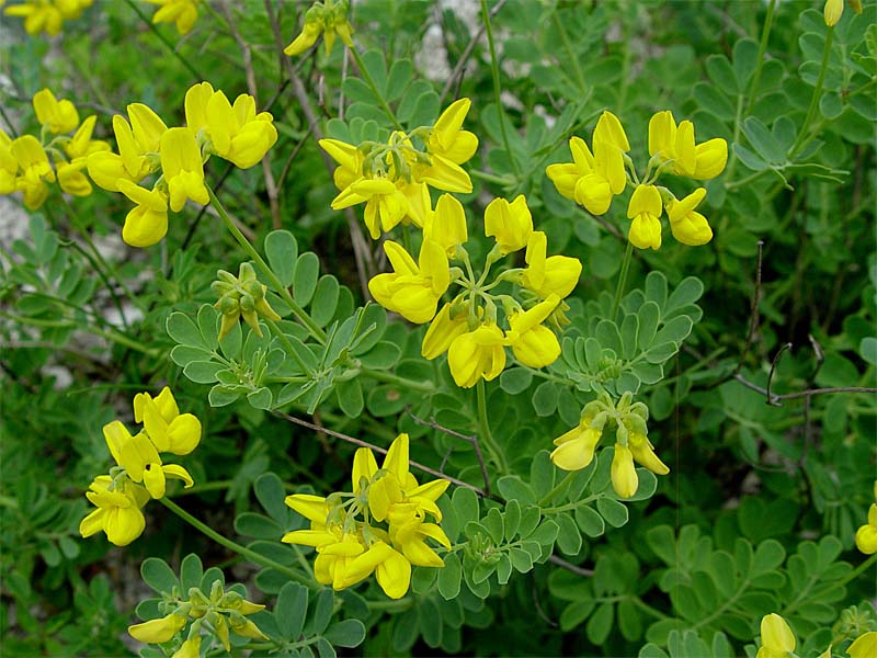 Image of Coronilla coronata specimen.