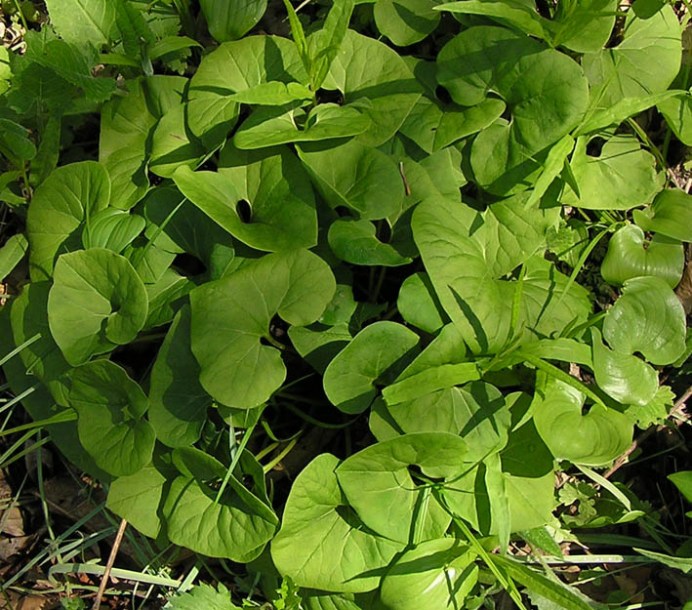 Изображение особи Asarum sieboldii.