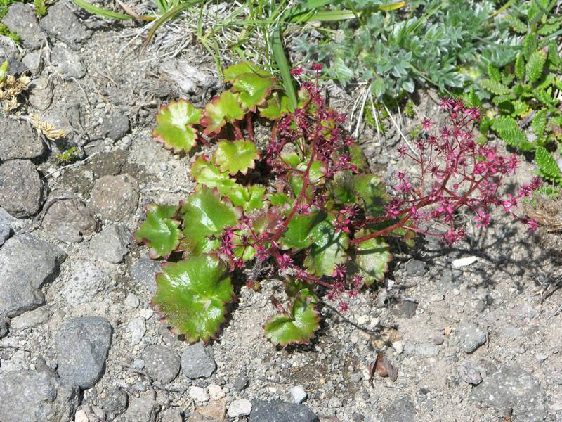 Изображение особи Micranthes purpurascens.