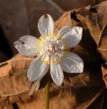Eranthis stellata