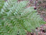 Dryopteris assimilis