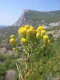 Galatella linosyris