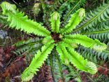 Polystichum lonchitis