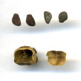 Convolvulus arvensis. Семена и вскрытый плод-коробочка. Курская обл., Железногорский р-н, пос. Каменец, дачи Жуковец, у дороги. 1 ноября 2009 г.