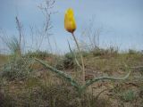 Tulipa lehmanniana