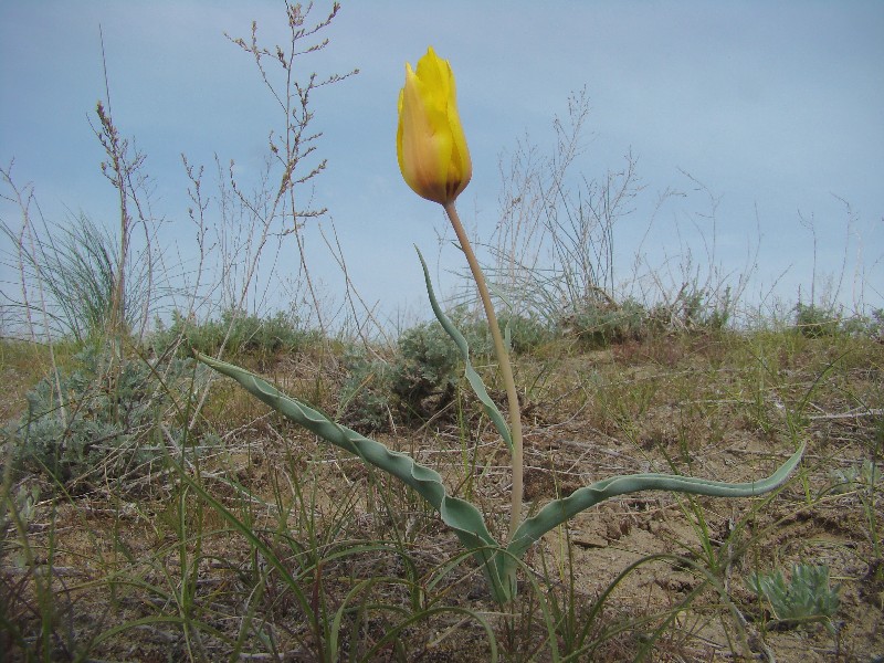 Image of Tulipa lehmanniana specimen.