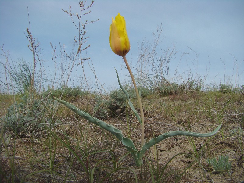 Изображение особи Tulipa lehmanniana.