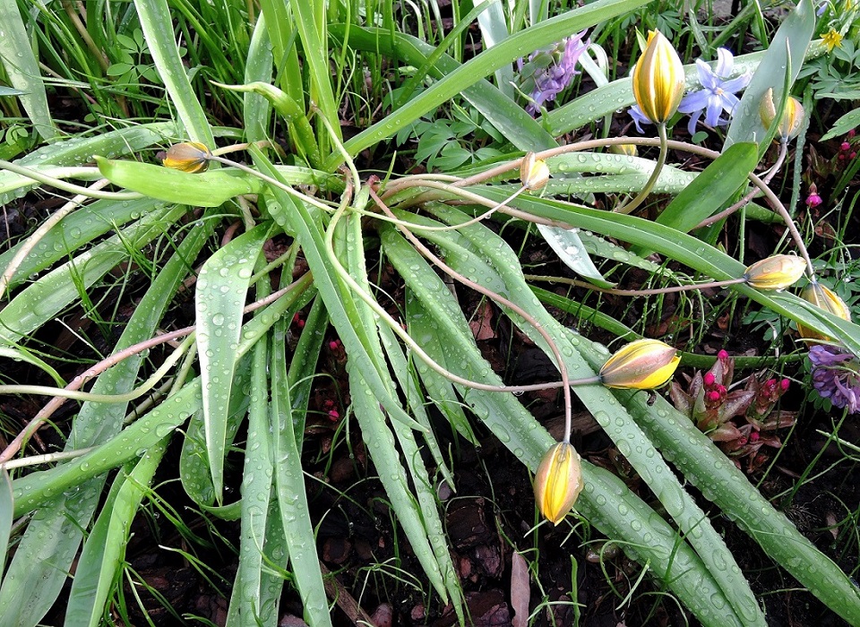 Image of Tulipa neustruevae specimen.