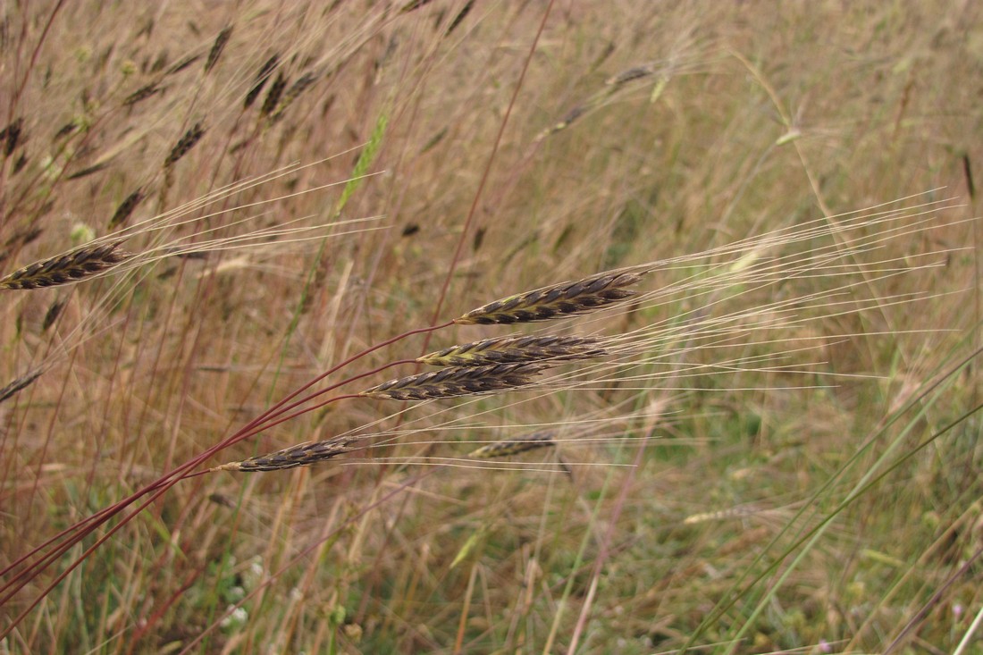 Изображение особи Triticum boeoticum.