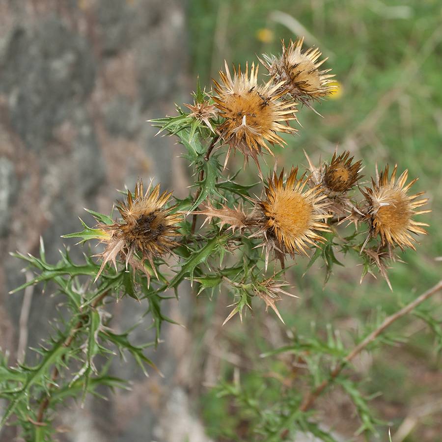 Изображение особи Carlina corymbosa.