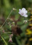 Geranium asiaticum