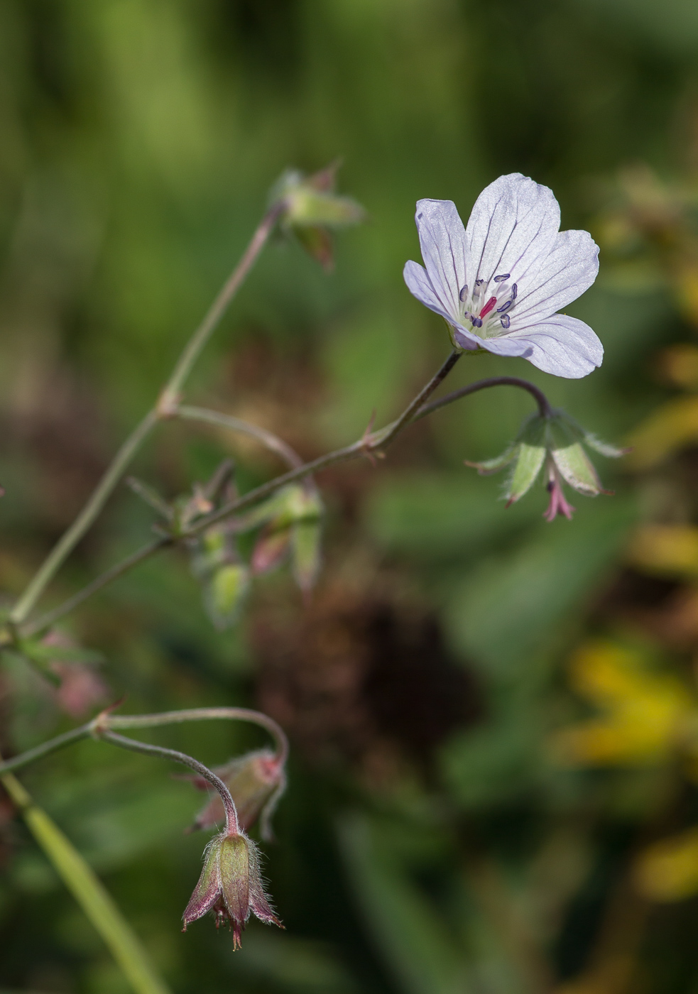 Изображение особи Geranium asiaticum.