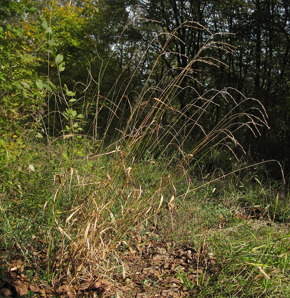 Image of Brachypodium sylvaticum specimen.