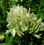 Trifolium canescens. Соцветия. Краснодарский край, хр. Аибга, субальпийский луг, ≈ 2200 м н.у.м. 09.07.2015.