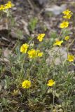 genus Helianthemum