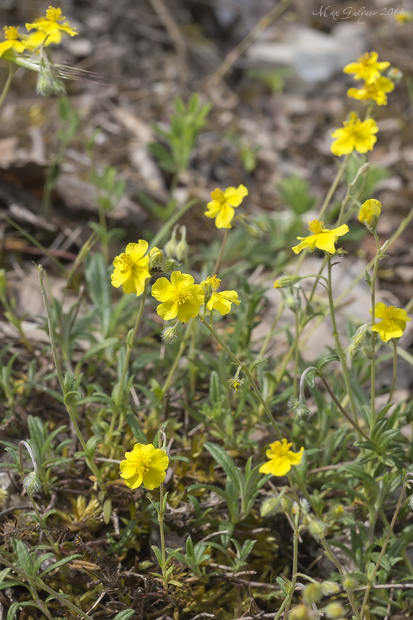 Изображение особи род Helianthemum.