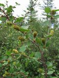 Betula divaricata. Верхушка плодоносящего растения. Иркутская обл., Бодайбинский р-н, водораздел рек Хомолхо и Имнях. 27.07.2014.