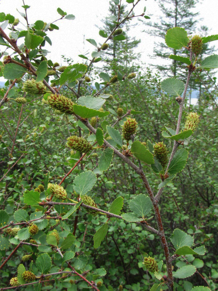 Изображение особи Betula divaricata.