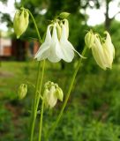 genus Aquilegia. Верхняя часть цветущего растения. Крым, г. Симферополь, ботсад университета. 16.05.2015.