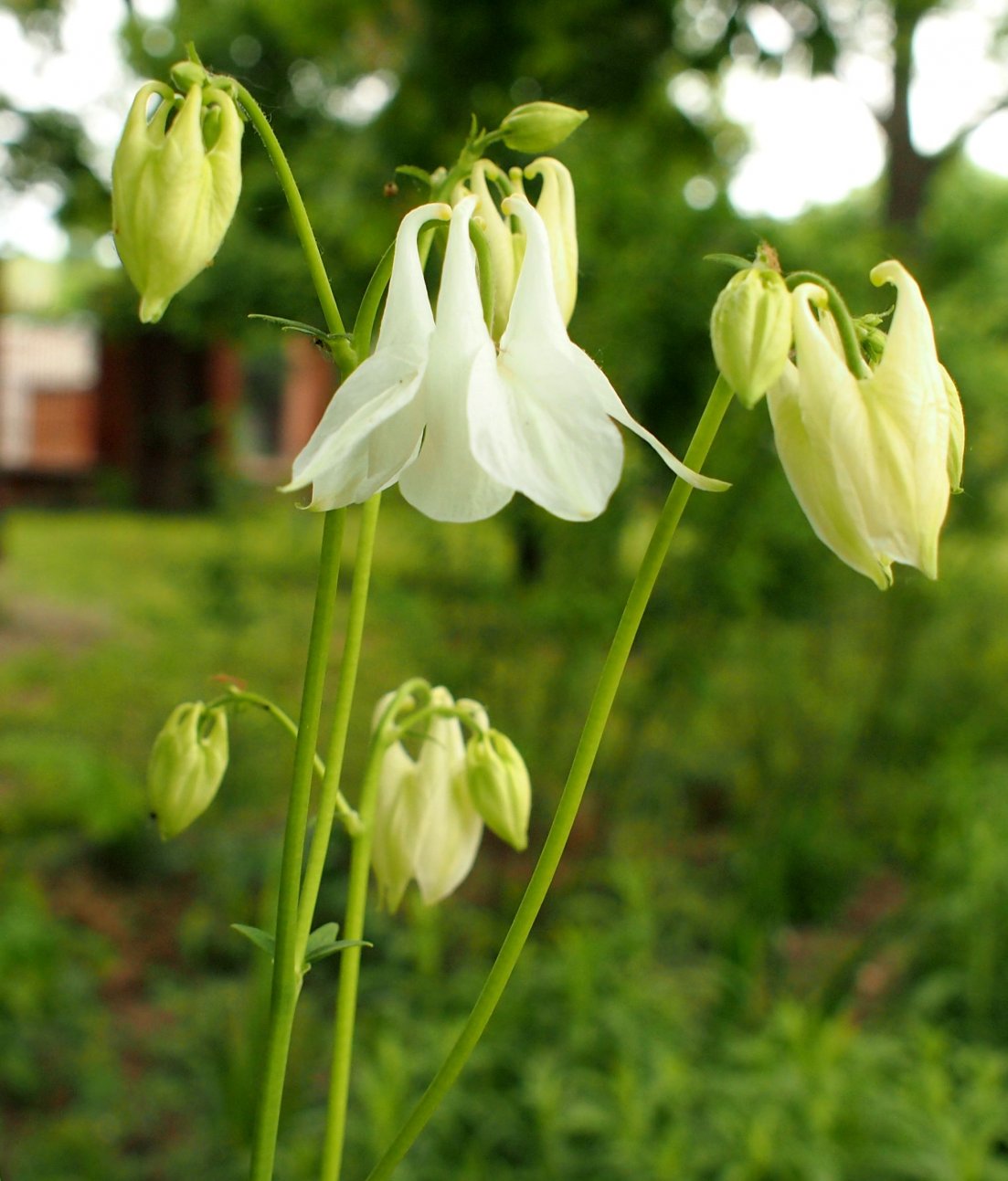 Изображение особи род Aquilegia.