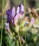 Astragalus agrestis. Соцветие. Хакасия, окр. с. Аршаново, степь на песках. 28.05.2015.