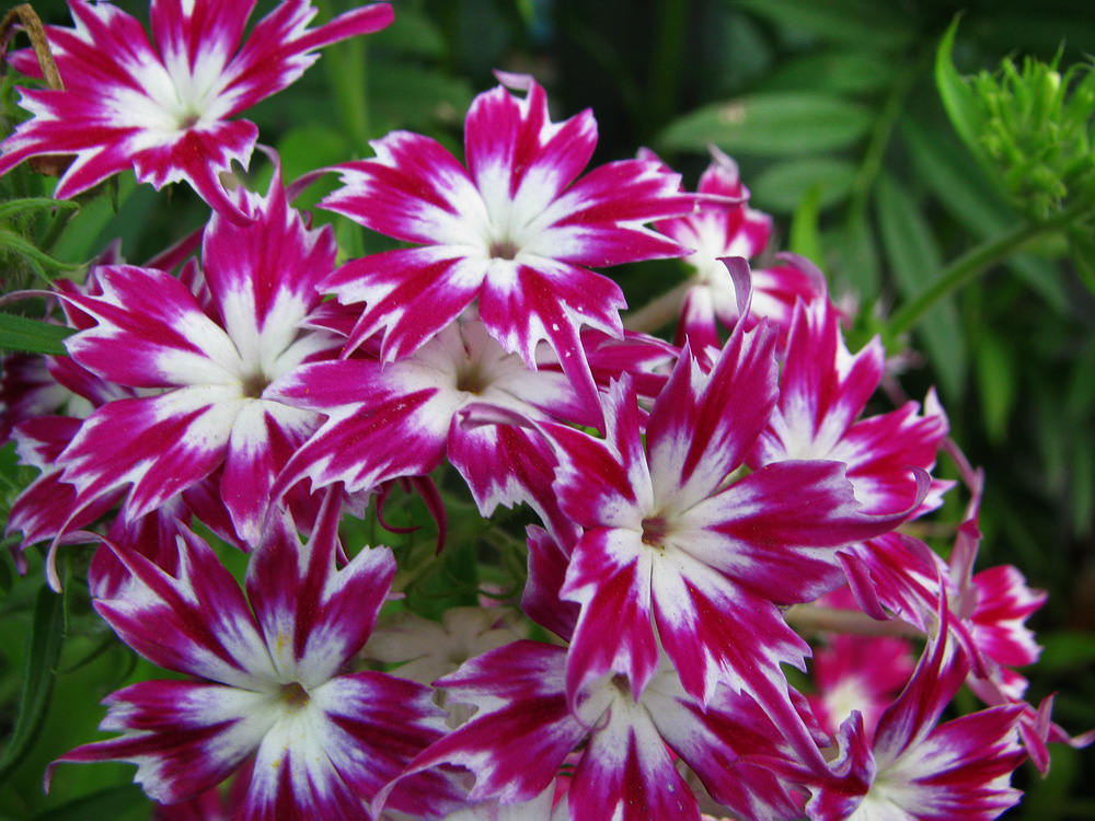 Изображение особи Phlox drummondii.