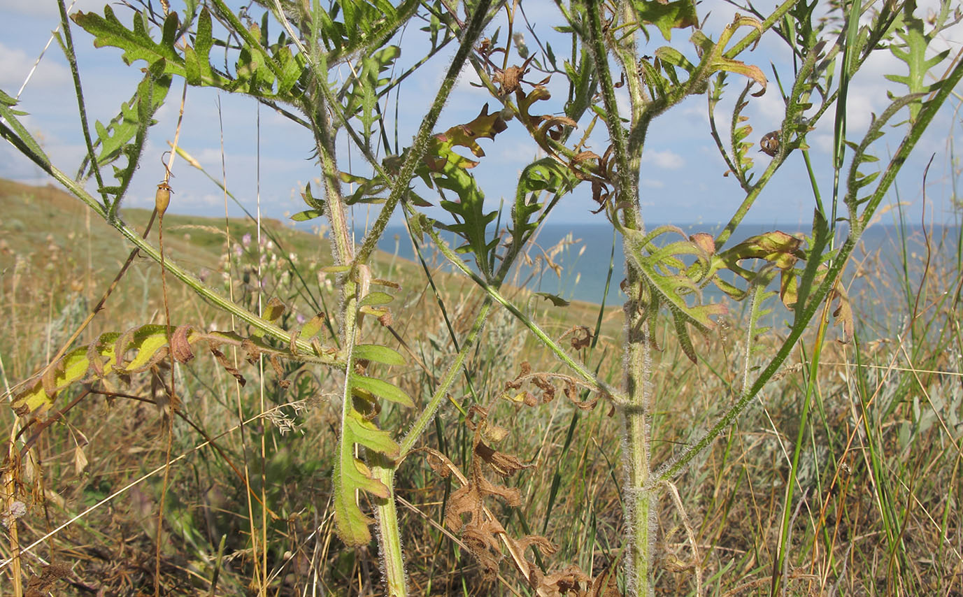 Изображение особи Klasea erucifolia.