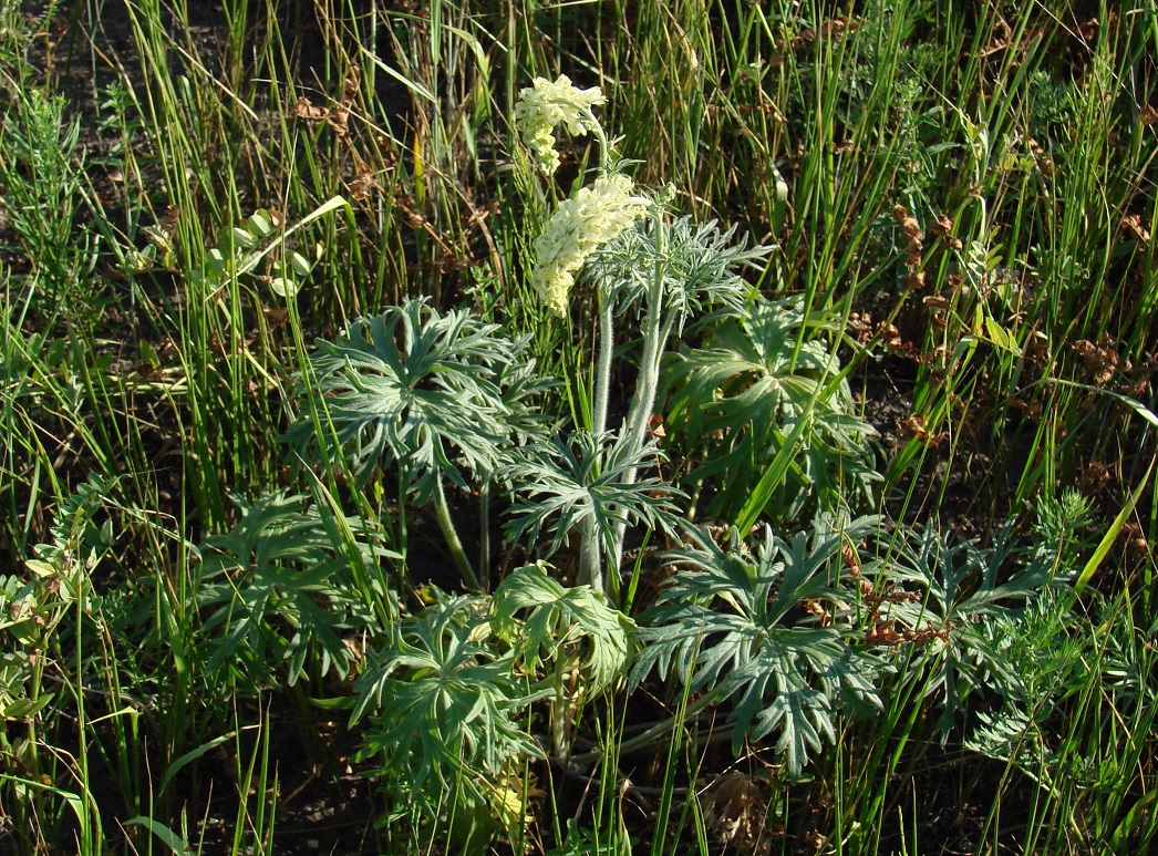 Изображение особи Aconitum barbatum.