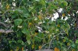 Hernandia nymphaeifolia. Верхушка ветви с плодами. Андаманские острова, остров Хейвлок, прибрежный лес. 30.12.2014.