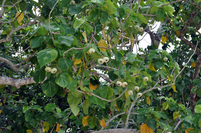 Image of Hernandia nymphaeifolia specimen.