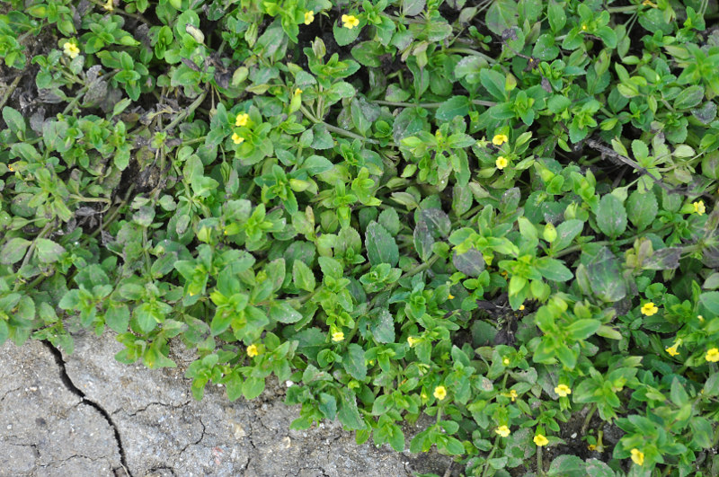 Image of Mecardonia procumbens specimen.