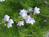 Veronica filifolia