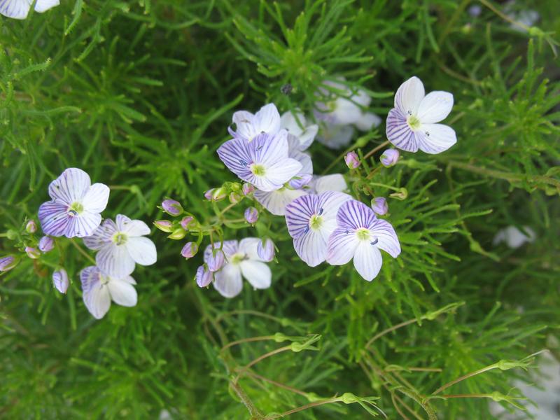 Изображение особи Veronica filifolia.