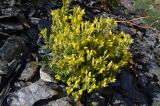 Scutellaria comosa