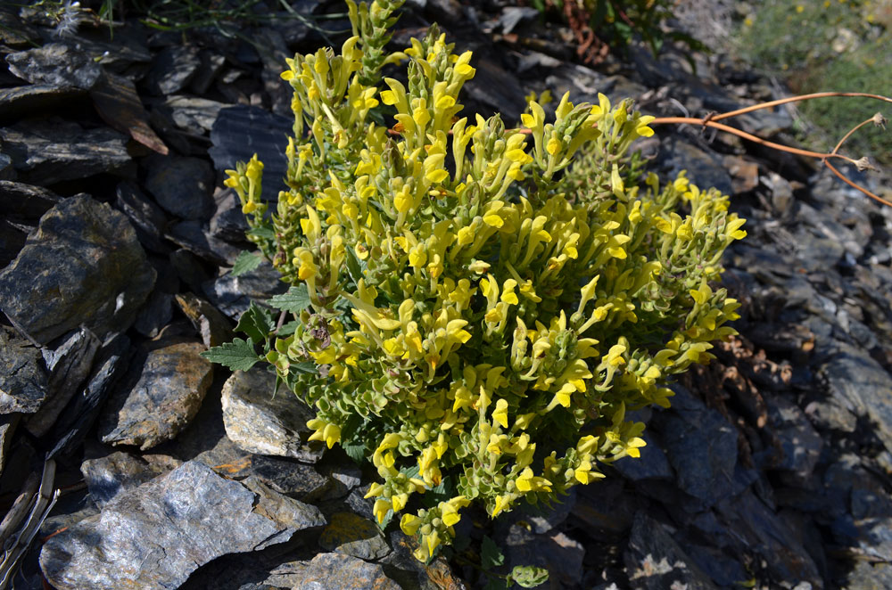 Изображение особи Scutellaria comosa.