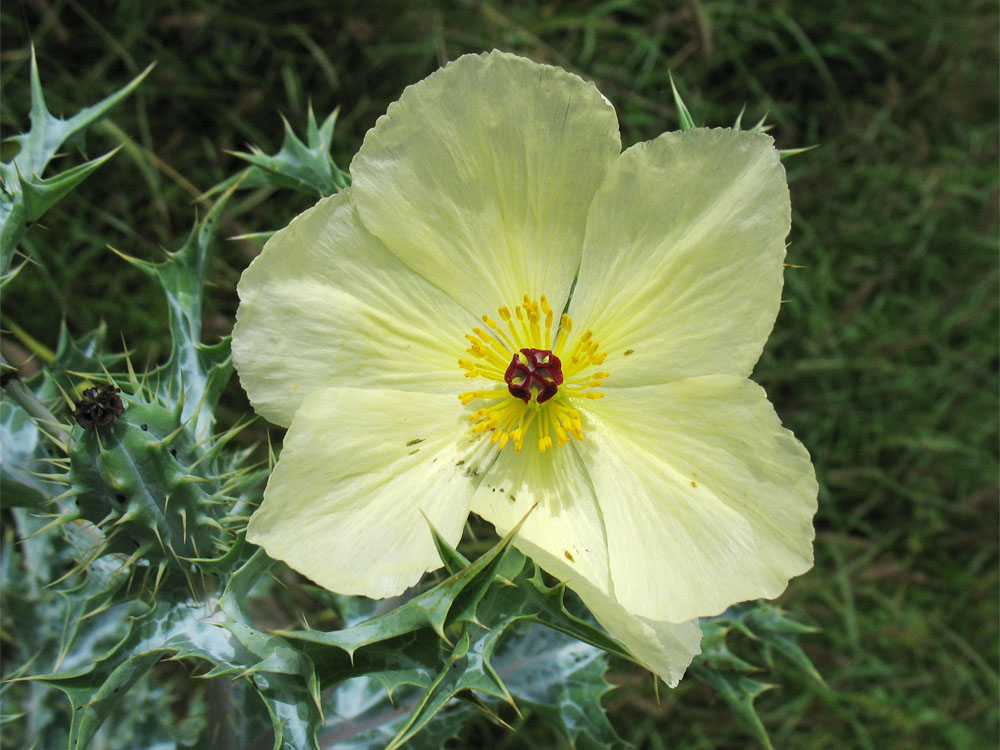 Изображение особи Argemone ochroleuca.