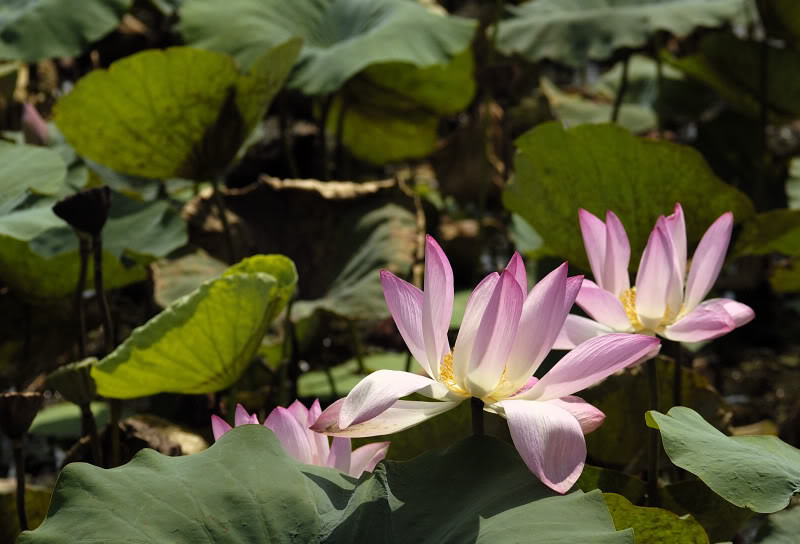 Image of Nelumbo nucifera specimen.