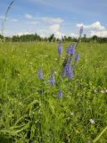 Veronica longifolia