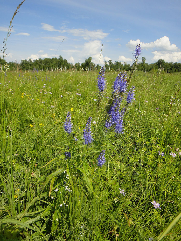 Изображение особи Veronica longifolia.