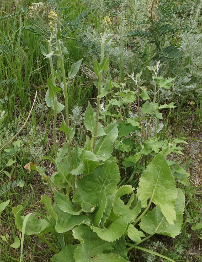 Image of Ligularia songarica specimen.