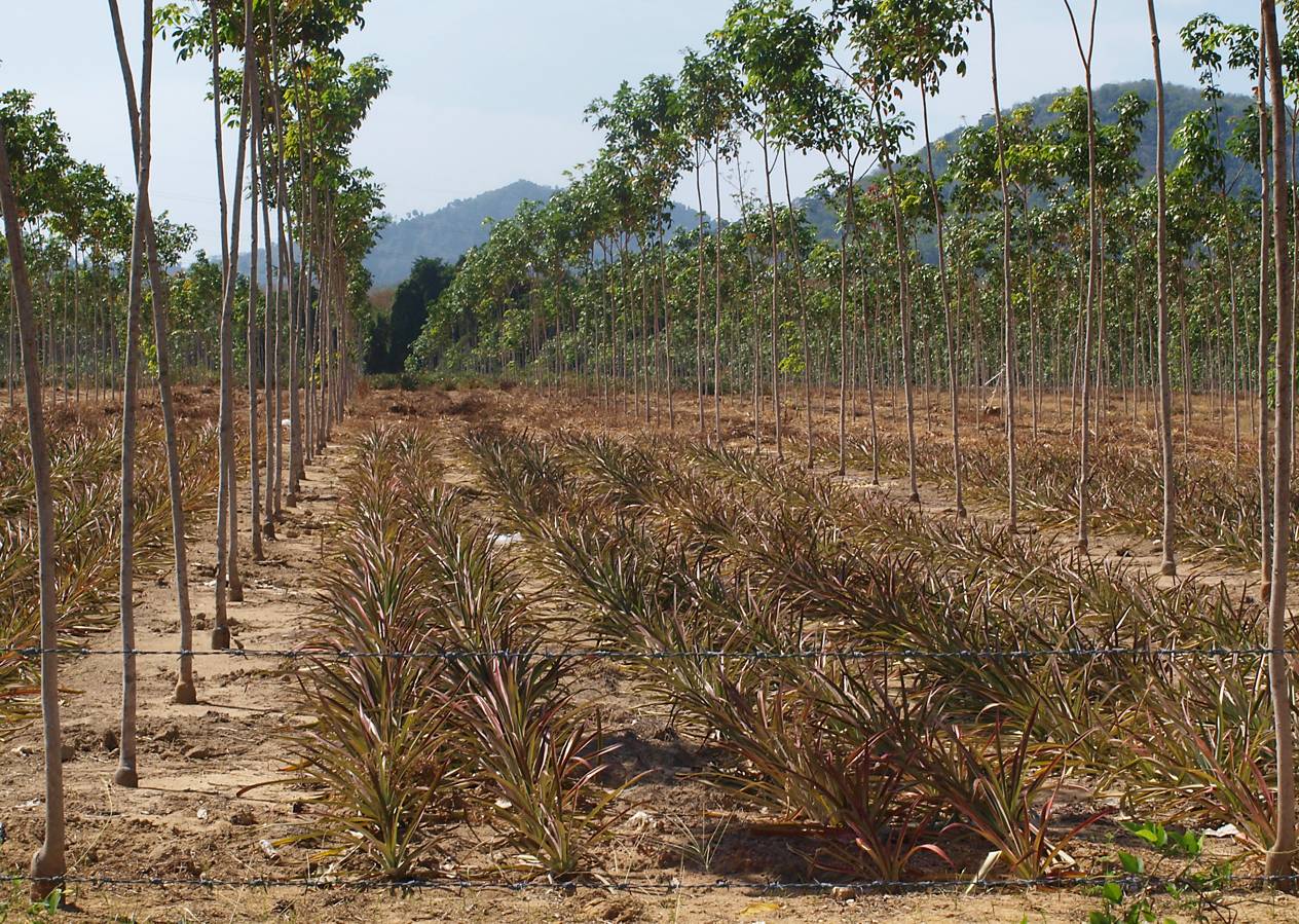 Изображение особи Ananas comosus.