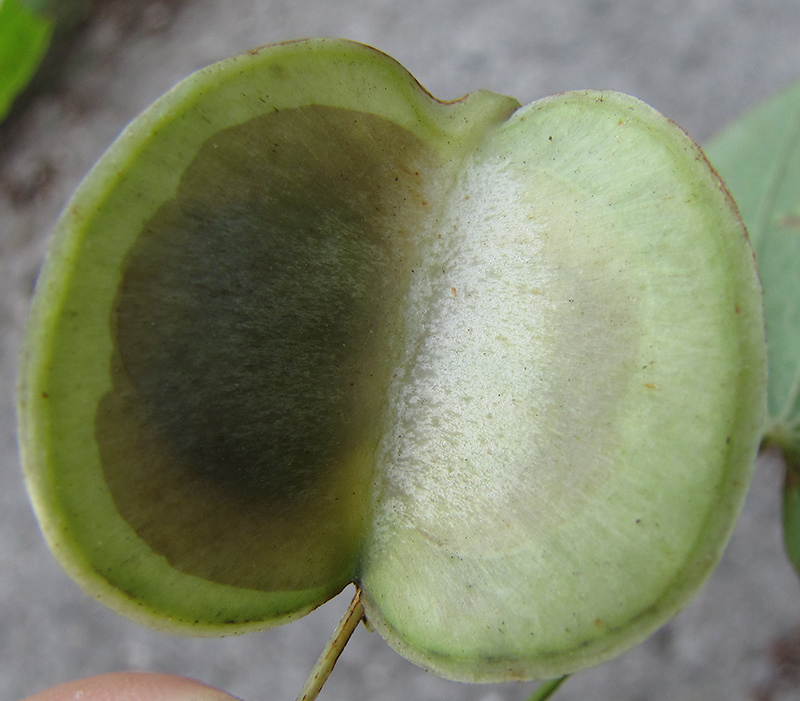 Image of Dioscorea caucasica specimen.