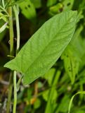 Calystegia dahurica. Лист. Приморский край, Партизанский р-н, долина р. Партизанской на правом берегу, ж.-д. платформа \"151 км\", суходольный луг. 20.07.2015.