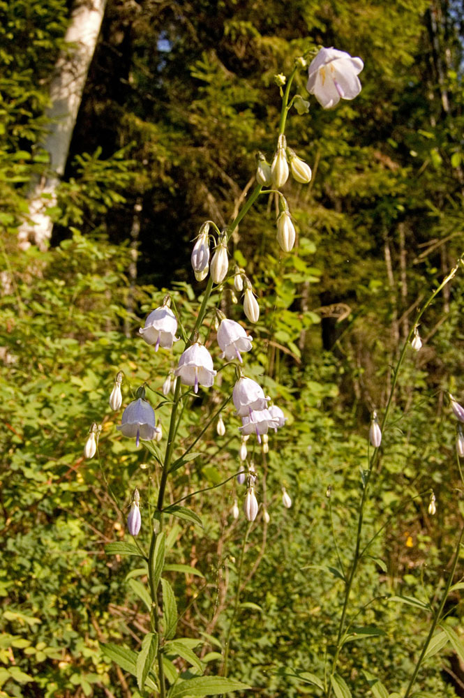 Image of Adenophora liliifolia specimen.