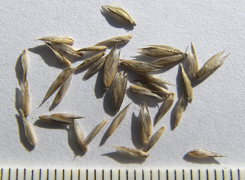 Image of Phleum montanum specimen.