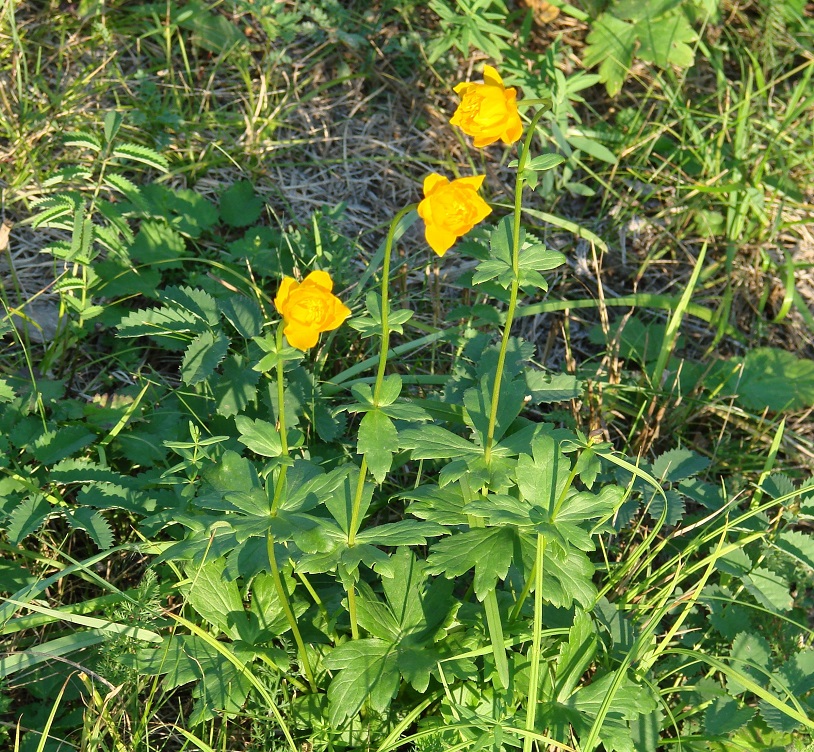 Изображение особи Trollius asiaticus.