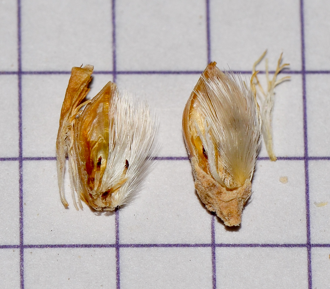 Image of Reaumuria hirtella specimen.
