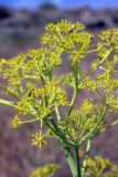 Ferula tenuisecta